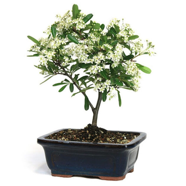 Discover the beauty of Pyracantha 'Firethorn' Bonsai. Vibrant berries and elegant form make it perfect for gardens and bonsai enthusiasts. Buy now!