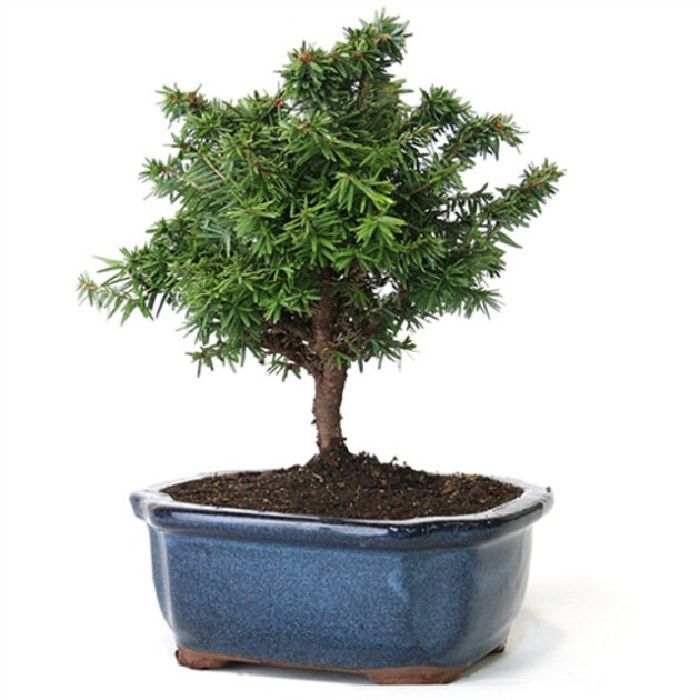 hemlock bonsai, Tsuga canadensis bonsai, Eastern Hemlock bonsai, bonsai care, conifer bonsai, indoor bonsai, outdoor bonsai, feathery foliage bonsai, beginner bonsai, small bonsai tree, evergreen bonsai, serene bonsai, bonsai cultivation