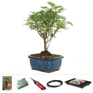 Dwarf Wisteria Bonsai, Wisteria frutescens bonsai, bonsai starter kit, flowering bonsai, miniature wisteria, bonsai kit with tools, cascading wisteria, bonsai flowers, bonsai care kit, indoor bonsai, outdoor bonsai, bonsai pot, bonsai pruning shears, bonsai soil, bonsai wire, bonsai fertilizer