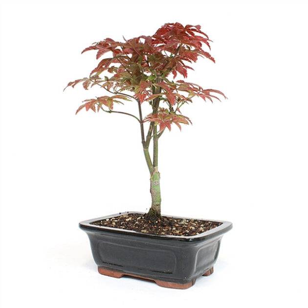 Dwarf Japanese Red Maple Bonsai, Acer palmatum bonsai, red maple bonsai, miniature Japanese maple, bonsai tree, seasonal foliage bonsai, indoor bonsai, compact bonsai tree, ornamental bonsai