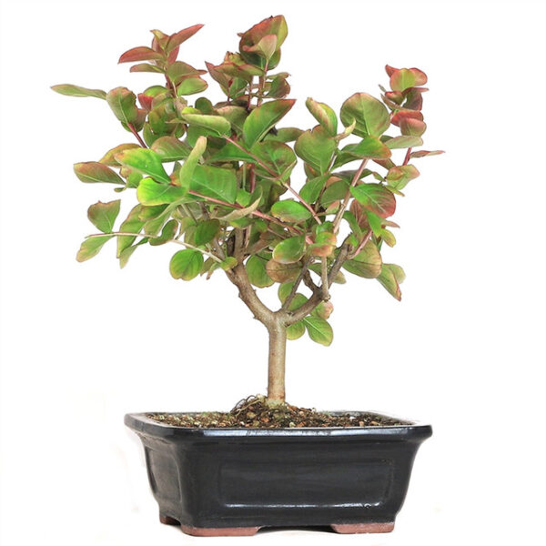 crepe myrtle bonsai, Lagerstroemia indica bonsai, vibrant bonsai flowers, summer blooming bonsai, autumn foliage bonsai, easy care bonsai, decorative bonsai, flowering bonsai, bonsai for beginners, indoor bonsai plant, outdoor bonsai plant, colorful bonsai tree