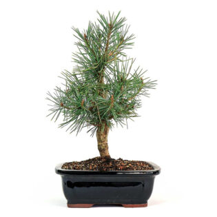 Scots Pine Bonsai, Pinus sylvestris bonsai, conifer bonsai, bonsai tree, evergreen bonsai, Scots Pine needles, bonsai care, bonsai art, pine bonsai