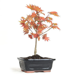 Japanese Maple Autumn Moon, Acer shirasawanum Autumn Moon, ornamental tree, vibrant foliage, fall colors, bonsai, garden design, seasonal transformation, golden yellow leaves, fiery orange leaves