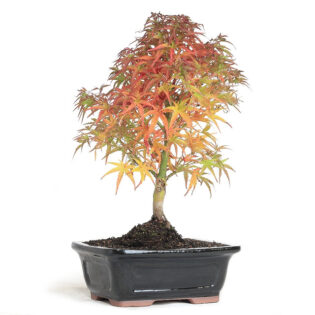 dwarf Japanese maple, Sharps Pygmy maple, Acer palmatum Sharps Pygmy, compact Japanese maple, ornamental dwarf maple, seasonal foliage, small garden trees, Japanese maple bonsai, fall color maple, green red Japanese maple