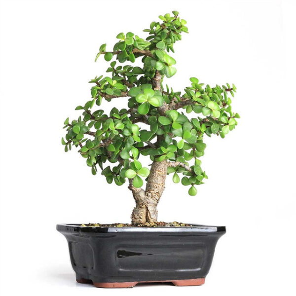 cork bark jade bonsai, Portulacaria afra Frank, corky bark bonsai, succulent bonsai tree, miniature jade plant, South African bonsai, evergreen bonsai, jade bonsai care, indoor bonsai tree, outdoor bonsai plant, bonsai with cork bark, jade bonsai features, resilient bonsai tree, bonsai with green leaves, bonsai for beginners