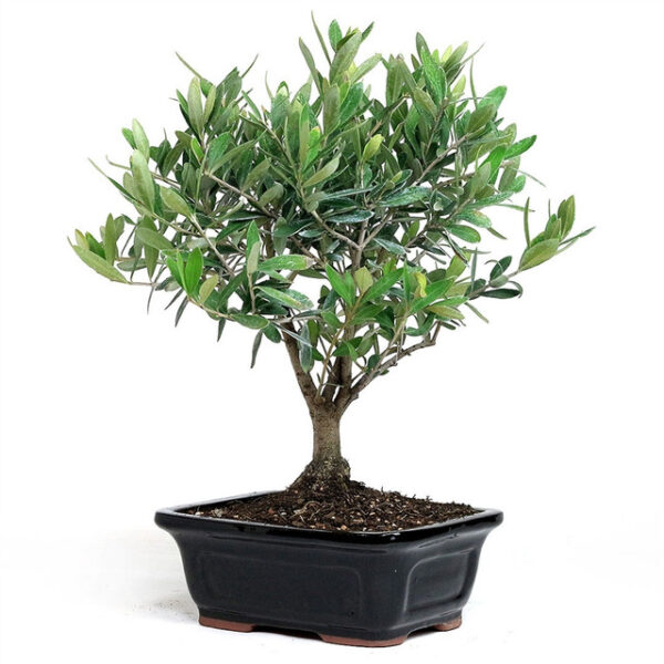 little ollie olive bonsai, miniature olive tree bonsai, Mediterranean bonsai, compact olive bonsai, silvery-green olive bonsai, indoor olive bonsai, ornamental olive tree, broadleaf evergreen bonsai, easy care bonsai, bonsai with mini olives, decorative bonsai tree, low-maintenance bonsai, bonsai for beginners, olive bonsai care, small bonsai tree