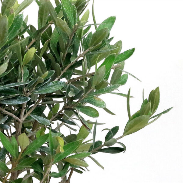 Discover the charm of Little Ollie Olive Bonsai - 8". Compact size, silvery-green foliage, and miniature olives make it perfect for any bonsai enthusiast. Buy now!