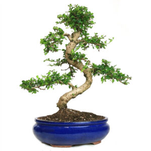 Showcase Flowering Tea Tree, Carmona retusa, Fukien Tea Bonsai, flowering bonsai, indoor bonsai, white blooms bonsai, glossy leaves bonsai, tropical bonsai, decorative bonsai, garden bonsai, bonsai care, small white flowers bonsai, indoor plant care, cultural bonsai.