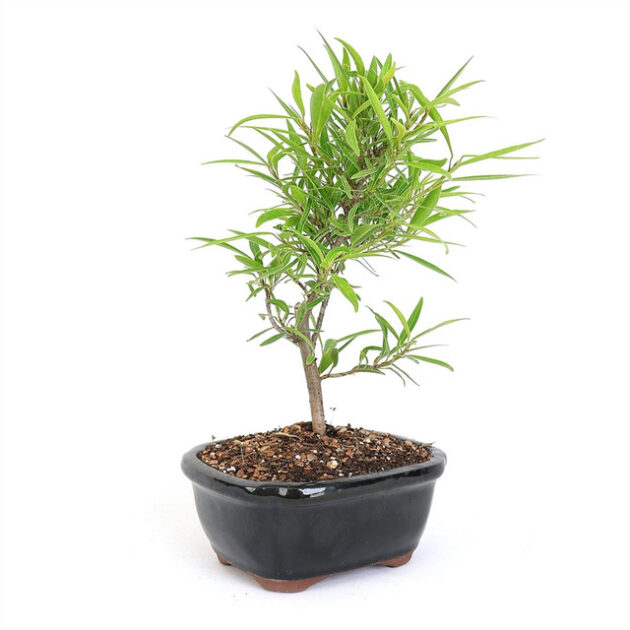 Miniature Golden Gate Ficus, Ficus microcarpa 'Golden Gate', bonsai, variegated leaves, indoor bonsai, small bonsai tree, golden gate ficus, compact bonsai, glossy leaves, tropical bonsai, decorative bonsai