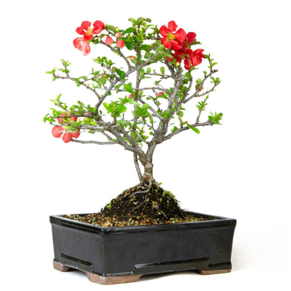 large flowering quince bonsai, Chaenomeles speciosa bonsai, vibrant quince blossoms, bonsai with red flowers, early spring bonsai, decorative quince bonsai, resilient bonsai tree, flowering bonsai care, bonsai with pink flowers, bonsai garden display, easy care bonsai, miniature quince tree, bonsai for beginners, bonsai with white flowers, ornamental quince bonsai