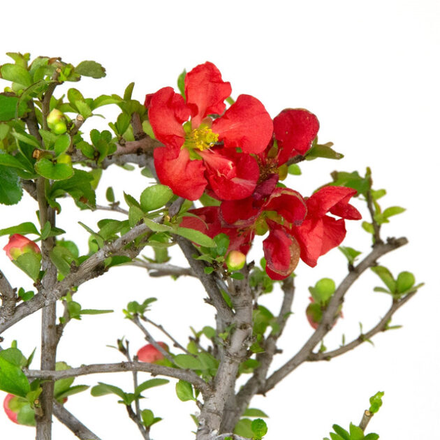 Discover the beauty of Large Flowering Quince Bonsai. Vibrant spring blooms and resilient nature make it ideal for any bonsai enthusiast. Buy now!