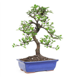 miniature Chinese Elm, Ulmus parvifolia 'Seiju', compact Chinese Elm, bonsai tree, small garden tree, ornamental tree, Asian bonsai, garden decoration, semi-deciduous tree, vibrant autumn leaves, container planting tree, easy-care bonsai, small stature tree, Chinese Elm bonsai, resilient garden tree, Medium Chinese Elm - 8"