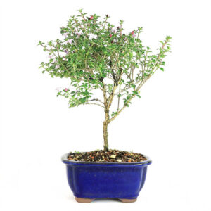 Serissa Japonica Bonsai, Snowrose Bonsai, Tree of a Thousand Stars, Serissa Japonica Flowers, Delicate Bonsai Tree, Glossy Leaf Bonsai, Indoor Bonsai Plant, Outdoor Bonsai Decoration, Bonsai with Pink Flowers, Bonsai with White Flowers