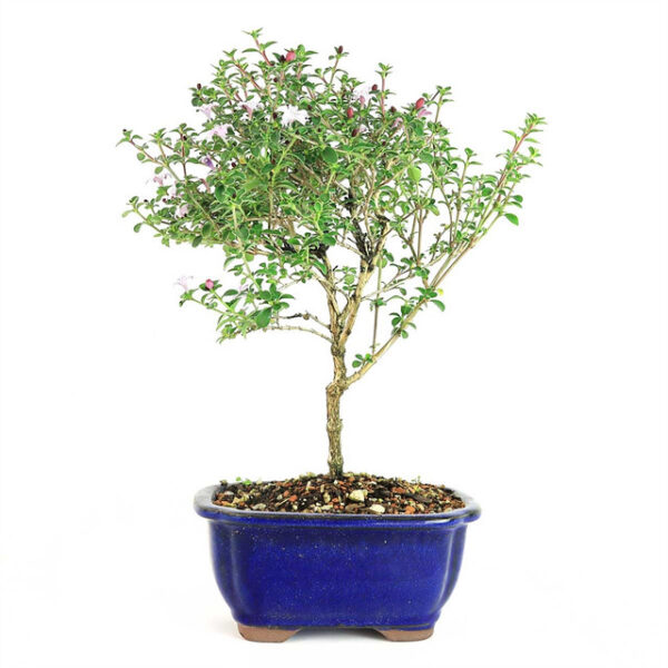 Serissa Japonica Bonsai, Snowrose Bonsai, Tree of a Thousand Stars, Serissa Japonica Flowers, Delicate Bonsai Tree, Glossy Leaf Bonsai, Indoor Bonsai Plant, Outdoor Bonsai Decoration, Bonsai with Pink Flowers, Bonsai with White Flowers