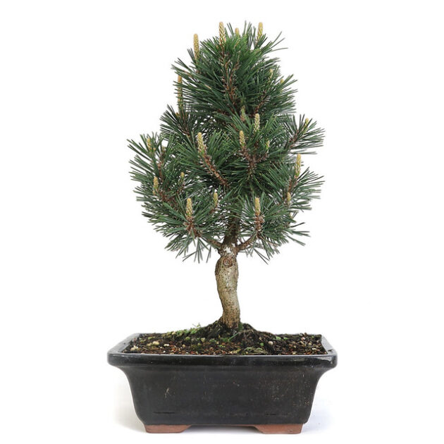 Japanese Black Pine Bonsai, Large Japanese Pine Bonsai, Pinus thunbergii, Bonsai Tree, Conifer Bonsai, Black Pine Bonsai, Japanese Pine Tree, Advanced Bonsai, Evergreen Bonsai, Bonsai Care