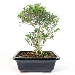 little leaf olive bonsai, Olea europaea bonsai, Mediterranean olive bonsai, small leaf olive tree, indoor olive bonsai, miniature olive bonsai, bonsai olive tree care, ornamental olive bonsai, Little Leaf Olive care, compact olive bonsai