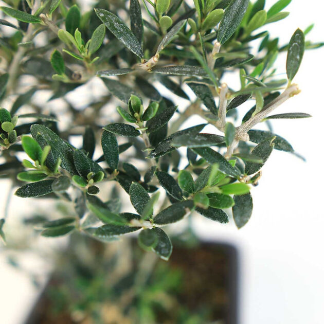 Discover the elegance of a Little Leaf Olive Bonsai, a miniature masterpiece with evergreen charm, perfect for indoor and outdoor bonsai enthusiasts.