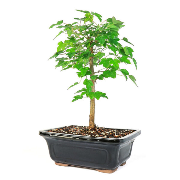 trident maple bonsai, trident maple tree, bonsai trident maple, fall foliage bonsai, bonsai tree with trifoliate leaves, maple bonsai plant, trident maple foliage, bonsai for beginners, autumn bonsai tree