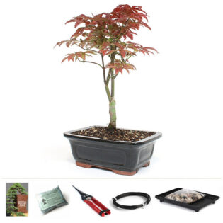 Japanese Red Maple Bonsai, Dwarf Japanese Maple, Acer palmatum bonsai, red foliage bonsai, bonsai starter kit, indoor bonsai tree, miniature maple tree, bonsai care kit, seasonal bonsai tree, compact bonsai tree, decorative bonsai, bonsai collection, beginner bonsai kit, vibrant red maple, bonsai gardening