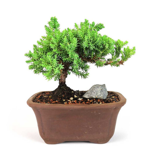 juniper bonsai, traditional juniper, clay pot bonsai, evergreen juniper, indoor bonsai tree, outdoor juniper plant, bonsai in clay pot, juniper bonsai care, decorative juniper bonsai, classic bonsai tree