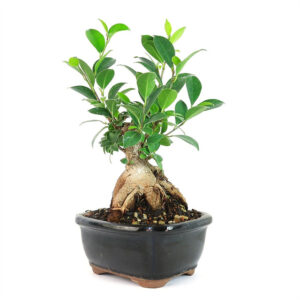 Miniature Ginseng Ficus, Ficus microcarpa, bonsai, indoor bonsai tree, twisted trunk bonsai, glossy leaves, miniature bonsai, ginseng ficus bonsai, compact bonsai tree, tropical bonsai