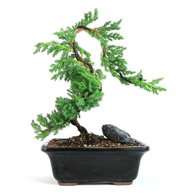 juniper bonsai, juniper in training, Juniperus procumbens Nana, bonsai tree, bonsai care, bonsai art, indoor bonsai, outdoor bonsai, conifer bonsai, evergreen bonsai, bonsai for beginners, bonsai display, bonsai maintenance