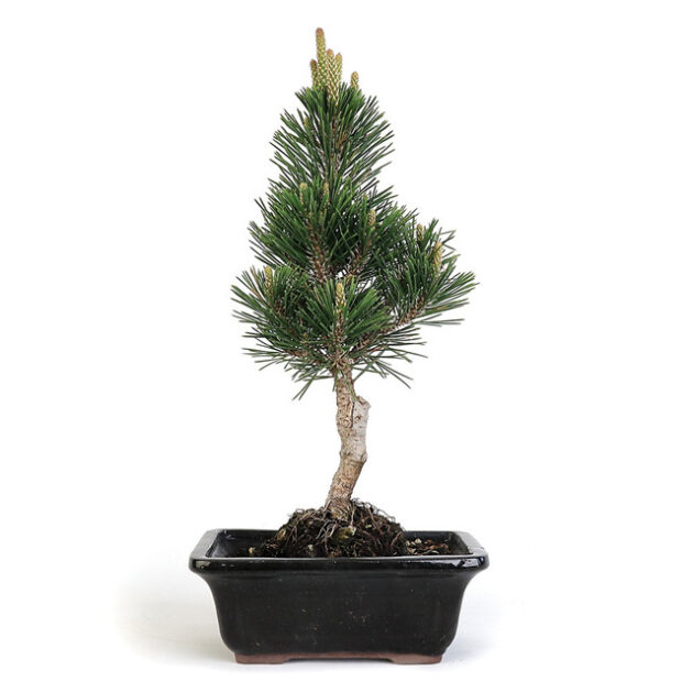 Japanese Black Pine Bonsai, Pinus thunbergii bonsai, black pine bonsai, evergreen bonsai tree, advanced bonsai, conifer bonsai, Japanese bonsai, bonsai care, miniature pine bonsai, bonsai foliage