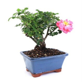 miniature rose bonsai, pink bonsai tree, small rose bonsai, indoor rose bonsai, compact rose plant, bonsai rose in pink, tiny rose bonsai, decorative rose bonsai, pink bonsai flowers, rose bonsai plant