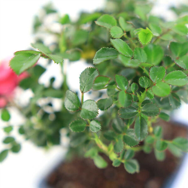 Discover the charm of Miniature Rose Bonsai - Pink. Perfect for indoor and outdoor beauty. Ideal gift for plant lovers. Buy now!