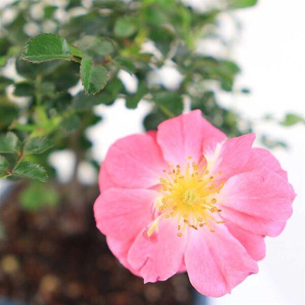 Discover the charm of Miniature Rose Bonsai - Pink. Perfect for indoor and outdoor beauty. Ideal gift for plant lovers. Buy now!