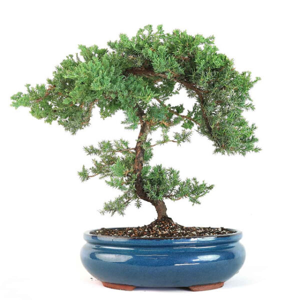 showcase trained juniper bonsai, Juniperus procumbens Nana bonsai, bonsai tree in ceramic pot, artfully shaped juniper bonsai, indoor bonsai tree, outdoor bonsai decoration, conifer evergreen bonsai, bonsai tree care, expertly trained juniper, bonsai art piece, refined juniper bonsai