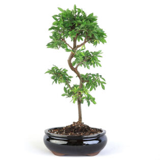 Upright Chinese Elm, Ulmus parvifolia, columnar growth tree, deciduous trees, urban landscape tree, seasonal color change, resilient tree, low maintenance tree, ornamental tree, narrow spread tree, Chinese Elm bonsai