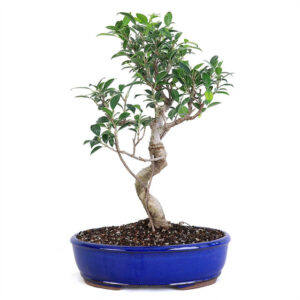 Grand Golden Gate Ficus bonsai, Ficus microcarpa Golden Gate, variegated foliage bonsai, golden green bonsai, indoor bonsai tree, tropical bonsai, elegant bonsai tree, bonsai with gnarled trunk, Ficus bonsai care, decorative indoor bonsai