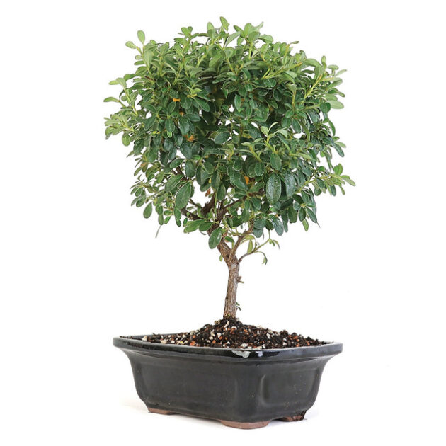 Explore the elegance of Cotoneaster Bonsai - 8". Compact size, glossy leaves, and vibrant berries make it ideal for indoor or outdoor settings. Buy now!