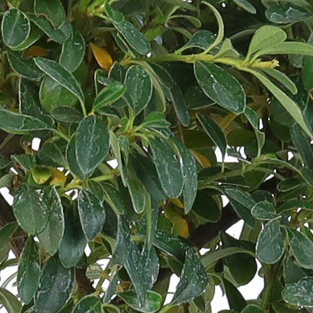 Explore the elegance of Cotoneaster Bonsai - 8". Compact size, glossy leaves, and vibrant berries make it ideal for indoor or outdoor settings. Buy now!