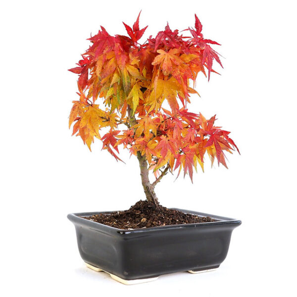 Mikawa Yatsubusa Maple Bonsai, Japanese Maple Bonsai, compact bonsai tree, Acer palmatum, small leaf bonsai, fall foliage bonsai, indoor bonsai tree, garden bonsai