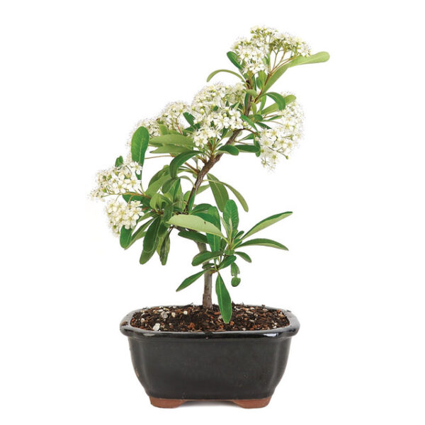 miniature pyracantha bonsai, firethorn bonsai, pyracantha coccinea bonsai, ornamental bonsai, vibrant berry bonsai, indoor bonsai, outdoor bonsai, compact bonsai, bonsai with berries, miniature firethorn bonsai