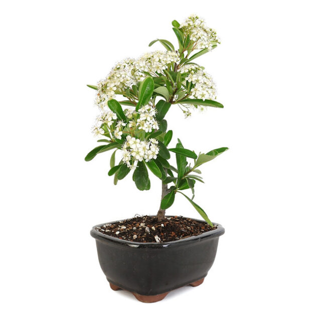 Discover the beauty of Miniature Pyracantha 'Firethorn' Bonsai. Vibrant berries and elegant form make it perfect for gardens and bonsai enthusiasts. Buy now!