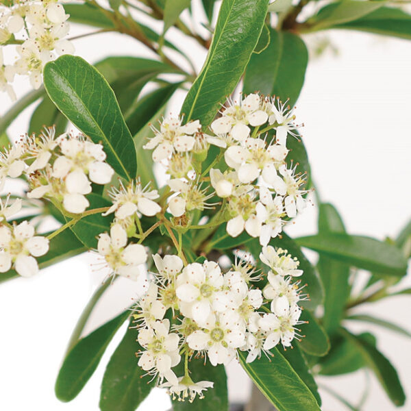 Discover the beauty of Miniature Pyracantha 'Firethorn' Bonsai. Vibrant berries and elegant form make it perfect for gardens and bonsai enthusiasts. Buy now!