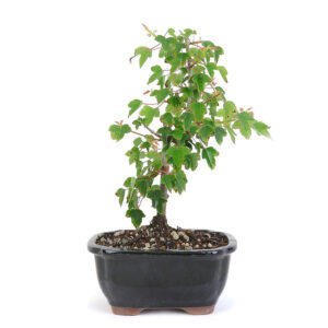 miniature trident maple bonsai, Acer buergerianum bonsai, small trident maple bonsai, compact trident maple tree, seasonal bonsai foliage, indoor bonsai tree, outdoor bonsai tree, bonsai care, vibrant bonsai leaves, decorative bonsai plant