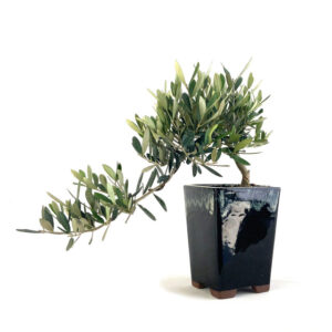 Little Ollie Olive Cascade bonsai, Olea europaea bonsai, cascading olive bonsai, 12-inch olive bonsai, broadleaf evergreen bonsai, 4-inch black pot bonsai, Little Ollie Olive Cascade tree, bonsai with cascading branches, small olive bonsai, decorative olive bonsai