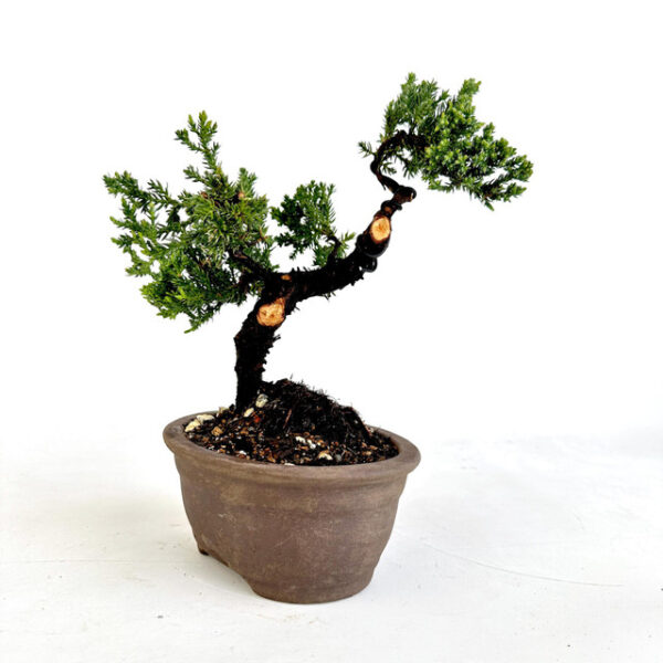 Discover Juniperus procumbens 'nana', a stunning dwarf juniper ideal for bonsai and ground cover. Perfect for small spaces and year-round beauty.