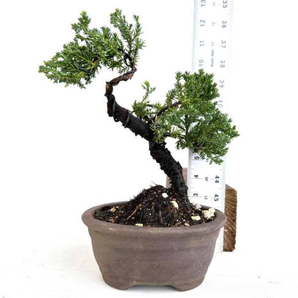 Discover Juniperus procumbens 'nana', a stunning dwarf juniper ideal for bonsai and ground cover. Perfect for small spaces and year-round beauty.