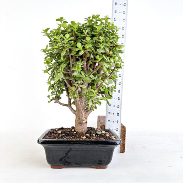 Discover Cork Bark Jade Portulacaria afra 'Frank' - a stunning succulent with unique cork-like bark and glossy green leaves. Perfect for indoor and outdoor gardens!