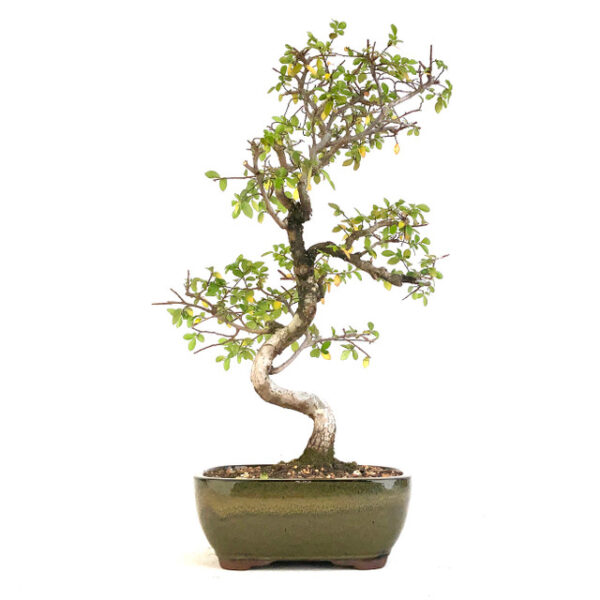 Ulmus parvifolia bonsai, Chinese Elm bonsai, Ulmus parvifolia, broadleaf deciduous bonsai, bonsai tree in tan pot, mature Ulmus parvifolia, bonsai tree care, bonsai tree selection, decorative bonsai, indoor bonsai tree