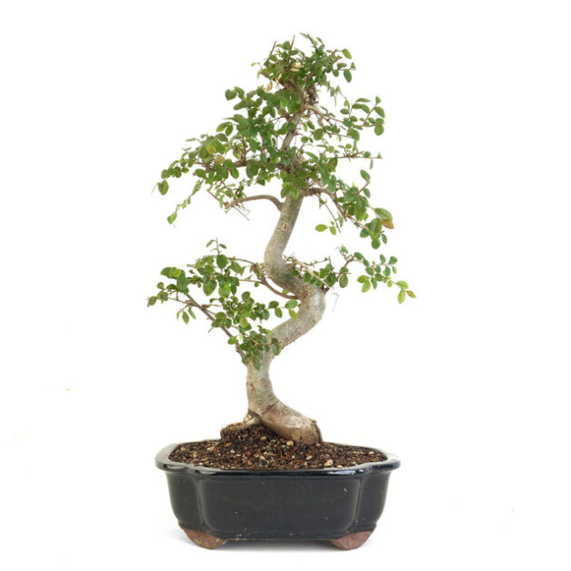 Chinese Elm Bonsai Tree, Ulmus parvifolia bonsai, broadleaf deciduous bonsai, 22-inch Chinese Elm, 10-inch black pot bonsai, artist curated bonsai, mature Chinese Elm, bonsai for enthusiasts, Chinese Elm care, bonsai tree shipping