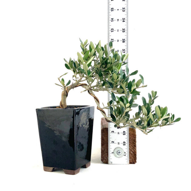 Enhance your garden with Little Ollie Olive Cascade (Olea europaea). This compact variety offers elegant cascading branches and resilient foliage.