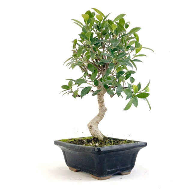 Enhance your space with Golden Gate Ficus (Ficus microcarpa). This vibrant indoor plant features glossy leaves and a striking appearance.