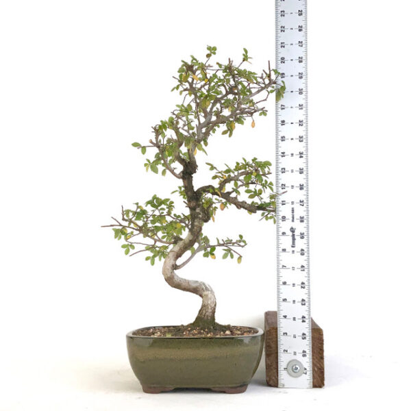 Discover the beauty of Chinese Elm (Ulmus parvifolia): a resilient, ornamental tree with year-round appeal. Perfect for urban and landscape settings.