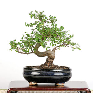 Chinese Elm bonsai, Ulmus parvifolia bonsai, small leaf bonsai tree, indoor bonsai tree, outdoor bonsai tree, glossy leaf bonsai, resilient bonsai tree, decorative bonsai, Chinese Elm tree, bonsai tree care, bonsai cultivation, semi-deciduous bonsai, bonsai growth, bonsai trunk texture, Asian bonsai tree, easy bonsai for beginners, versatile bonsai species, bonsai with intricate bark, bonsai plant indoor, bonsai plant outdoor